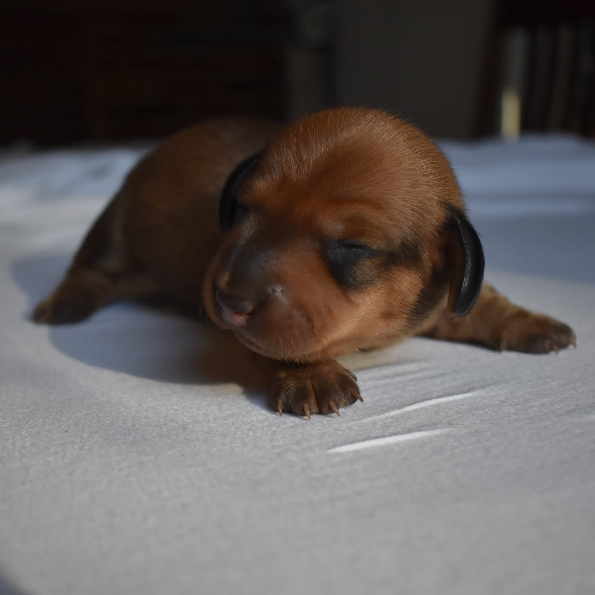 Bandit the Dachshund puppy