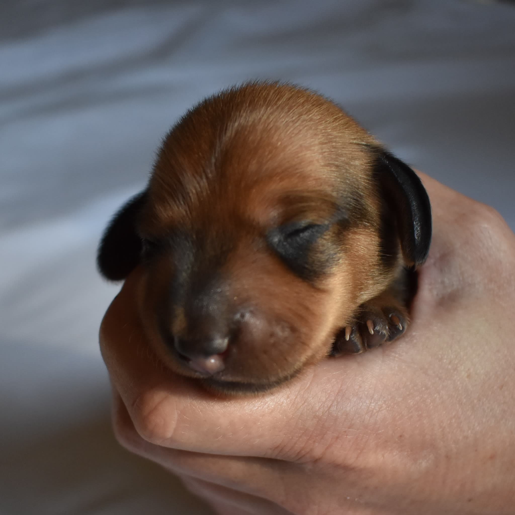 Bandit the Dachshund puppy