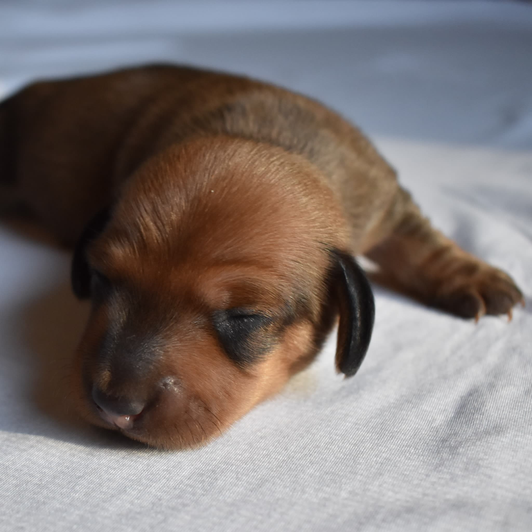 Bandit the Dachshund puppy