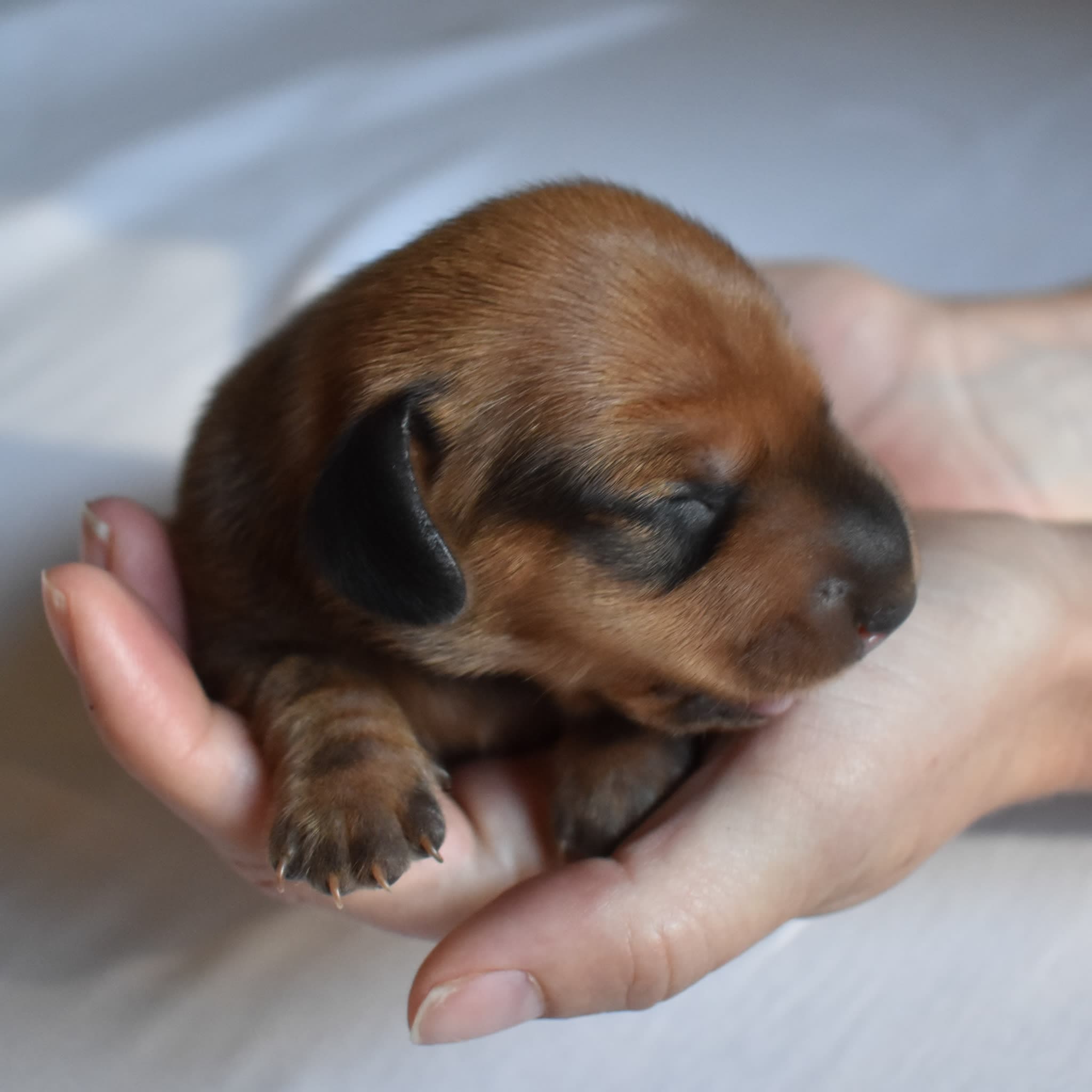 Bandit the Dachshund puppy