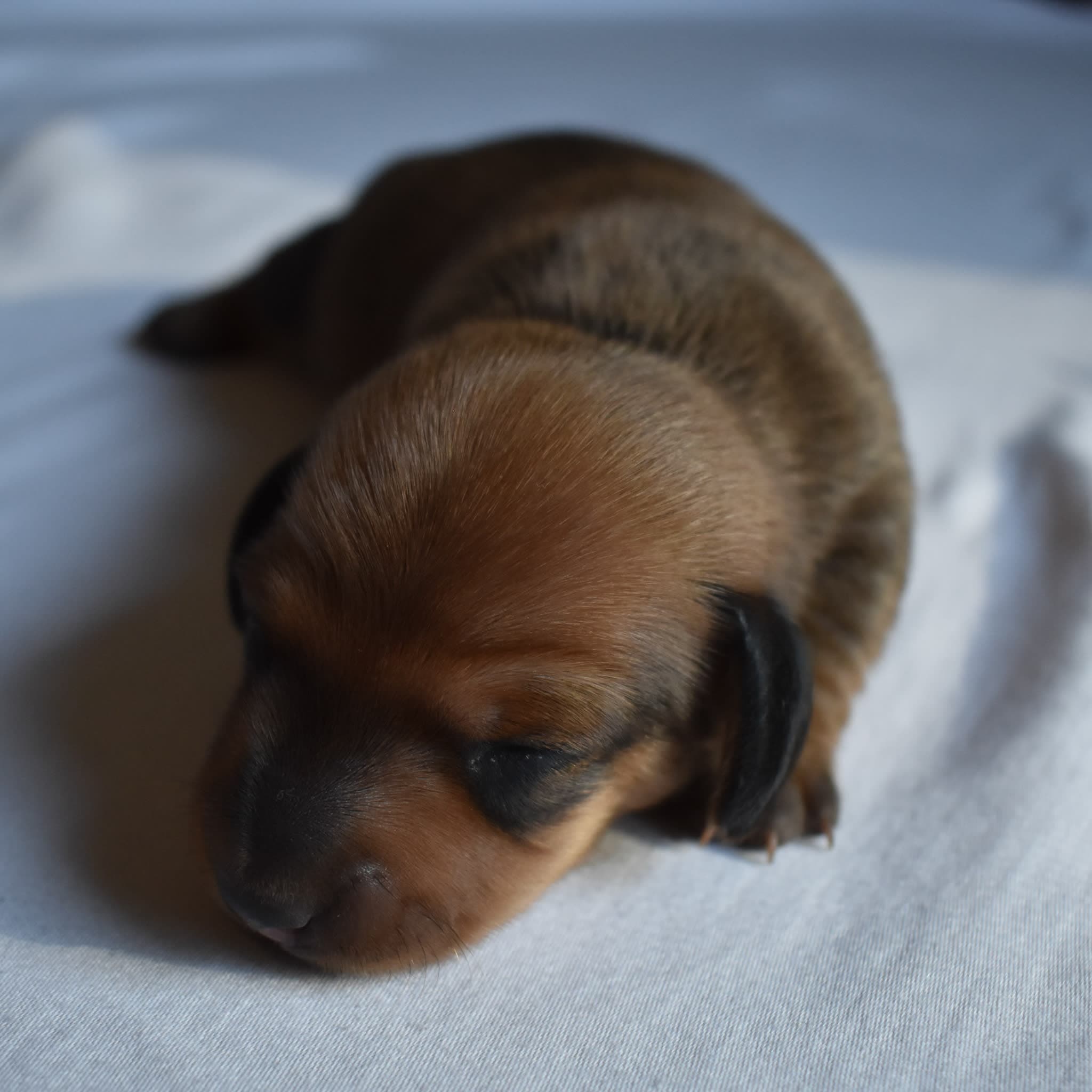 Bandit the Dachshund puppy