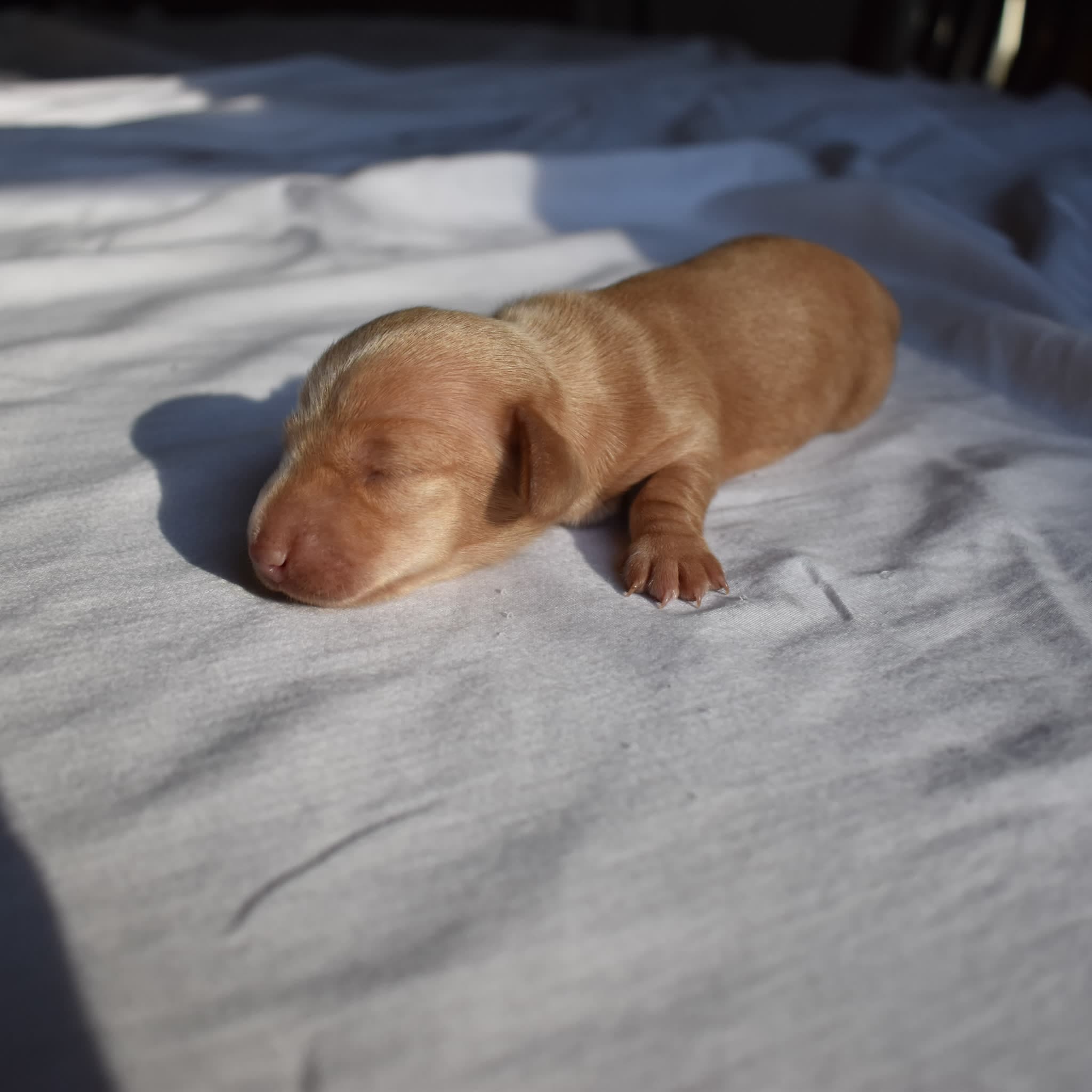 Duchess the Dachshund puppy