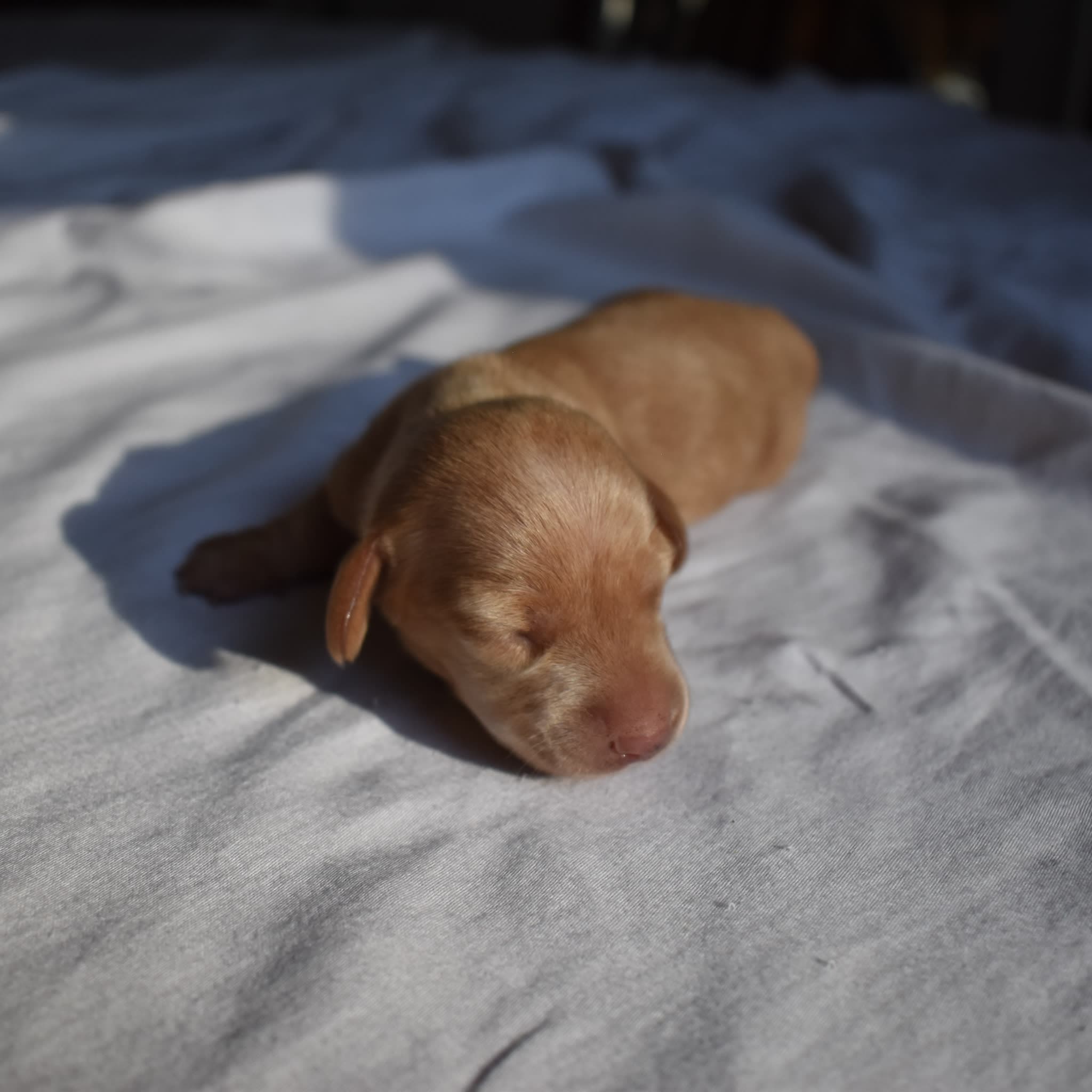 Duchess the Dachshund puppy