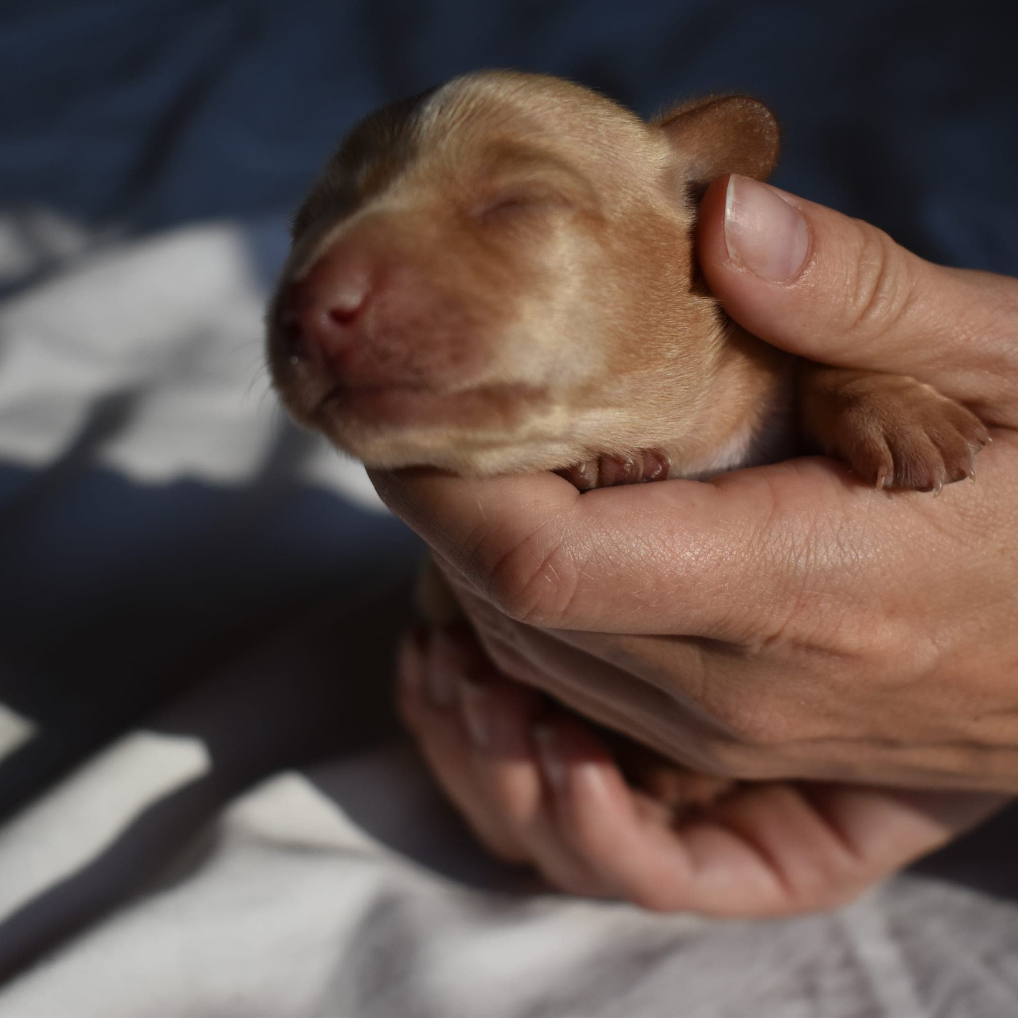 Duchess the Dachshund puppy