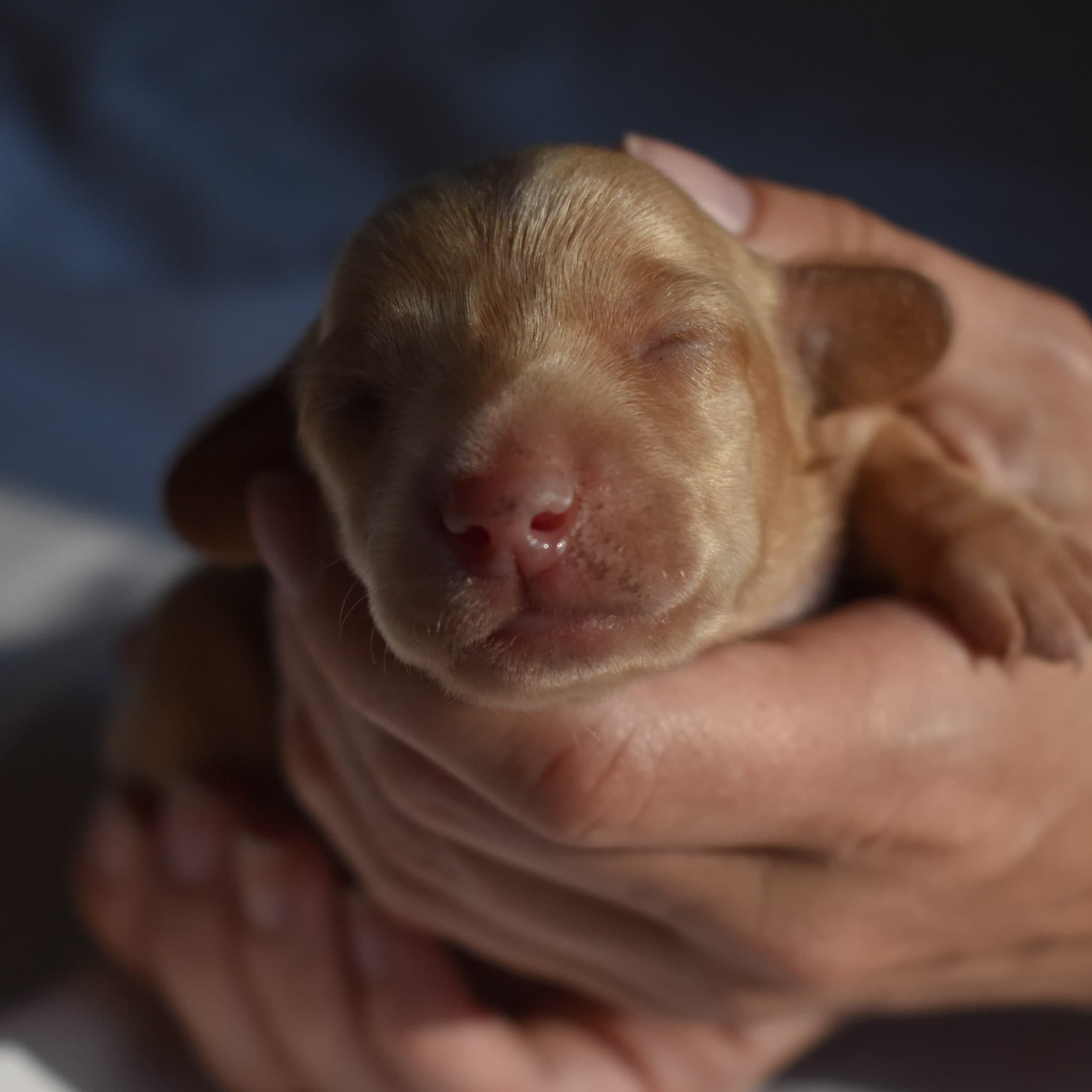 Duchess the Dachshund puppy