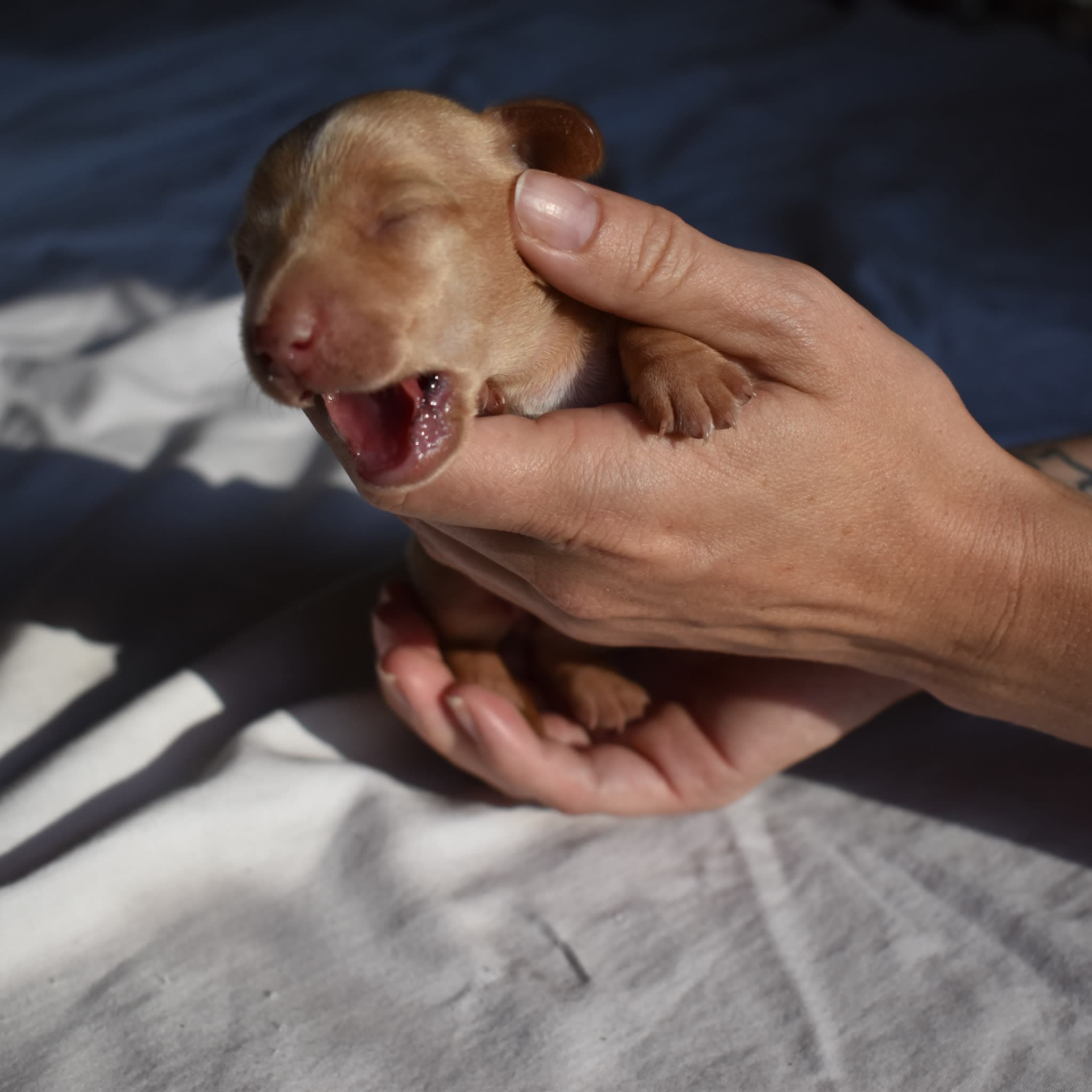 Duchess the Dachshund puppy