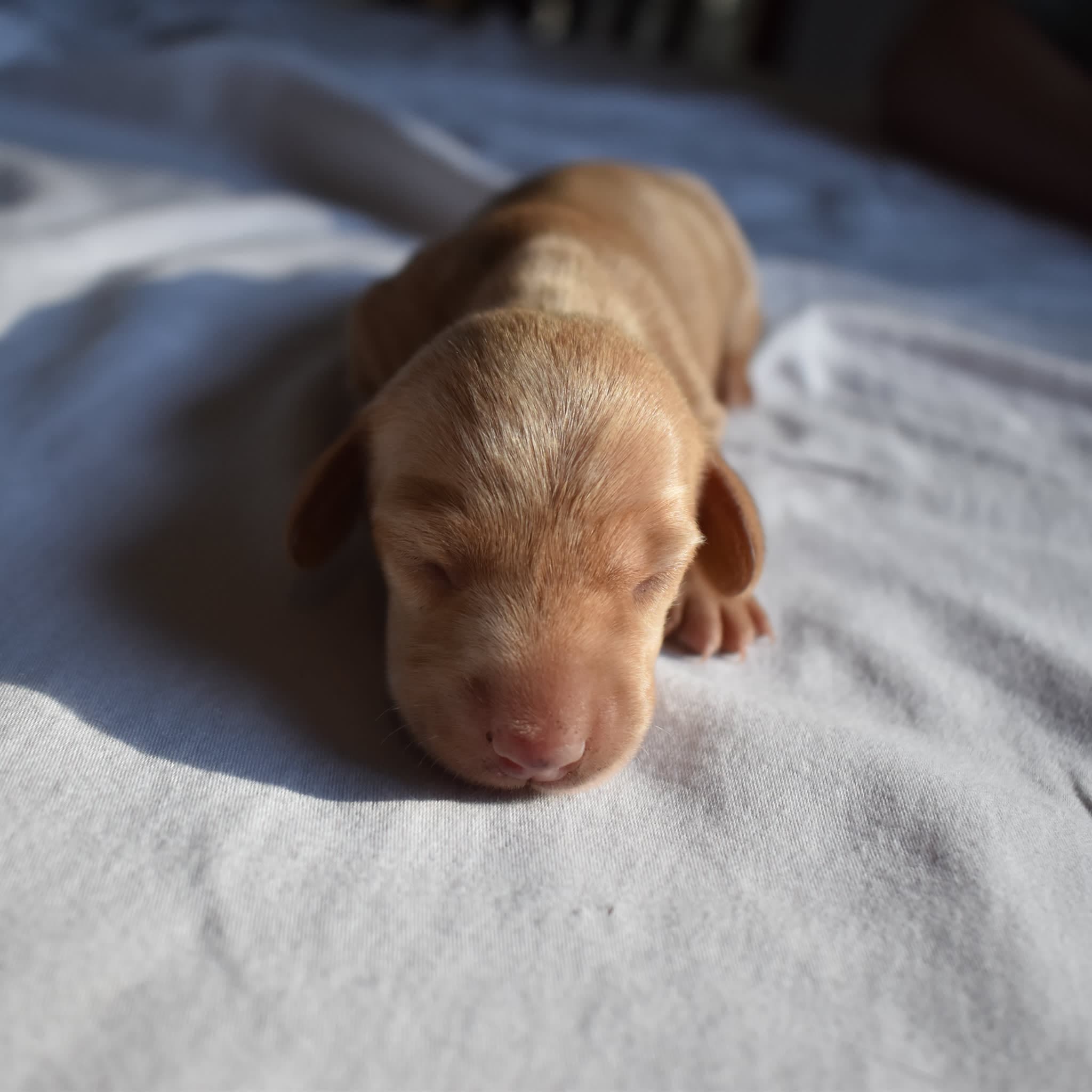 Duchess the Dachshund puppy