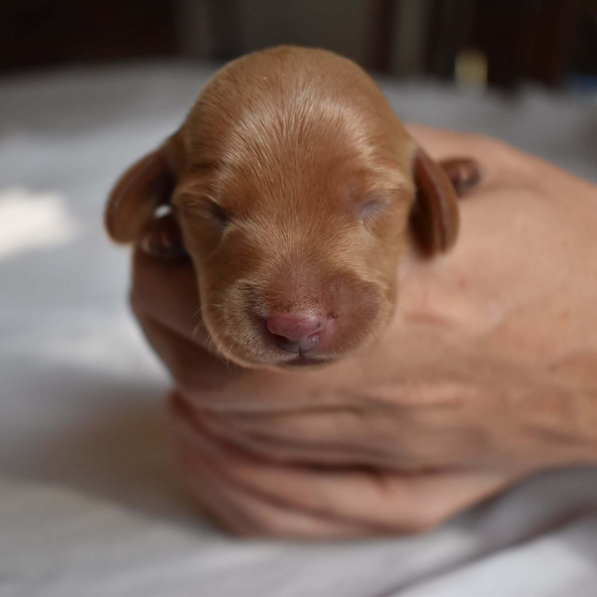 Jack the Dachshund puppy