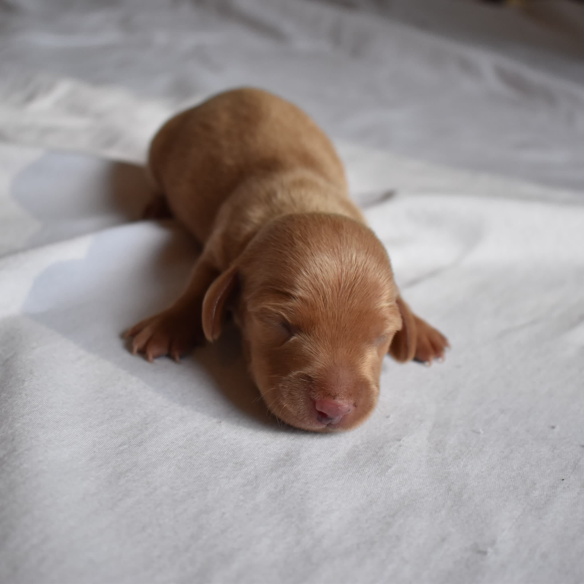 Jack the Dachshund puppy