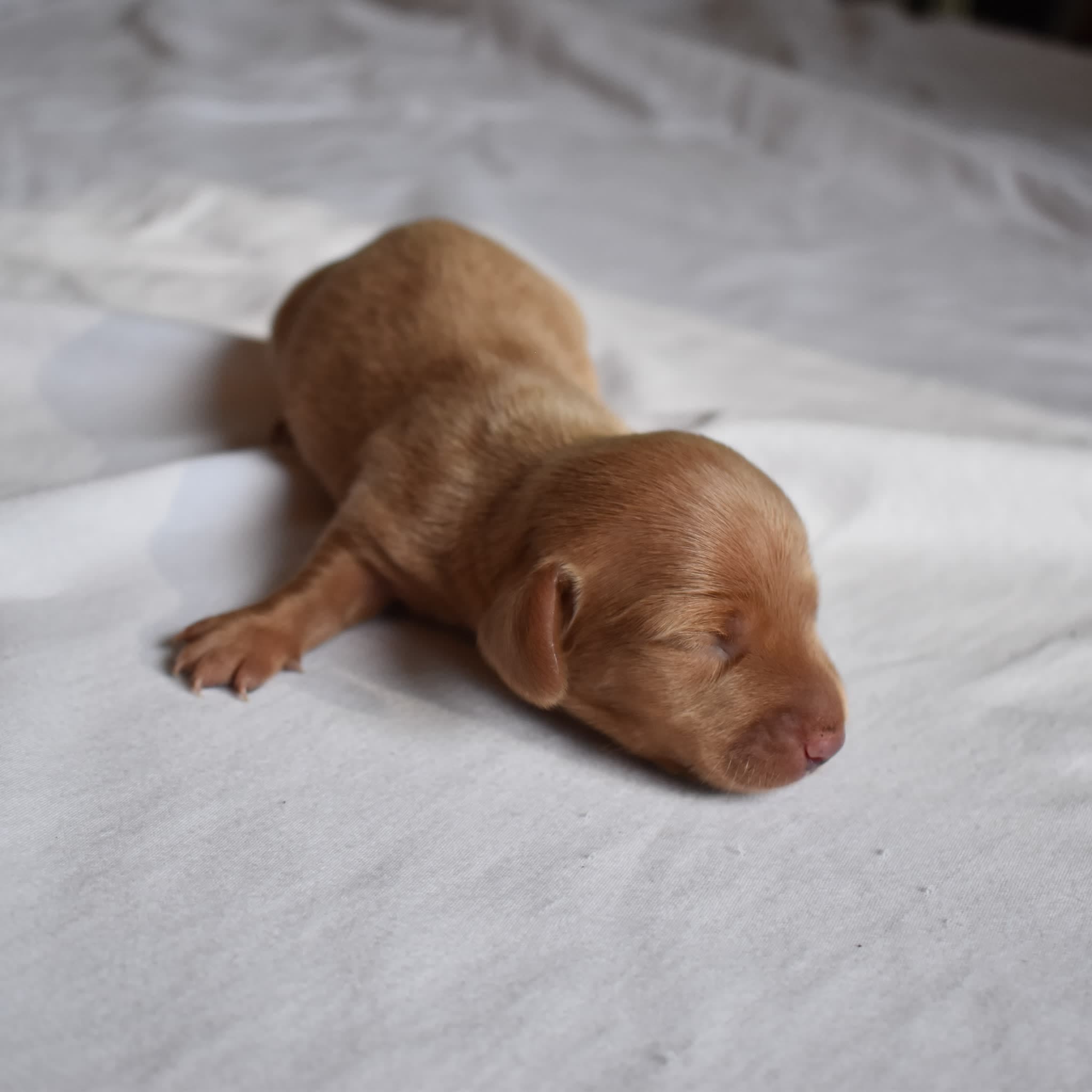 Jack the Dachshund puppy