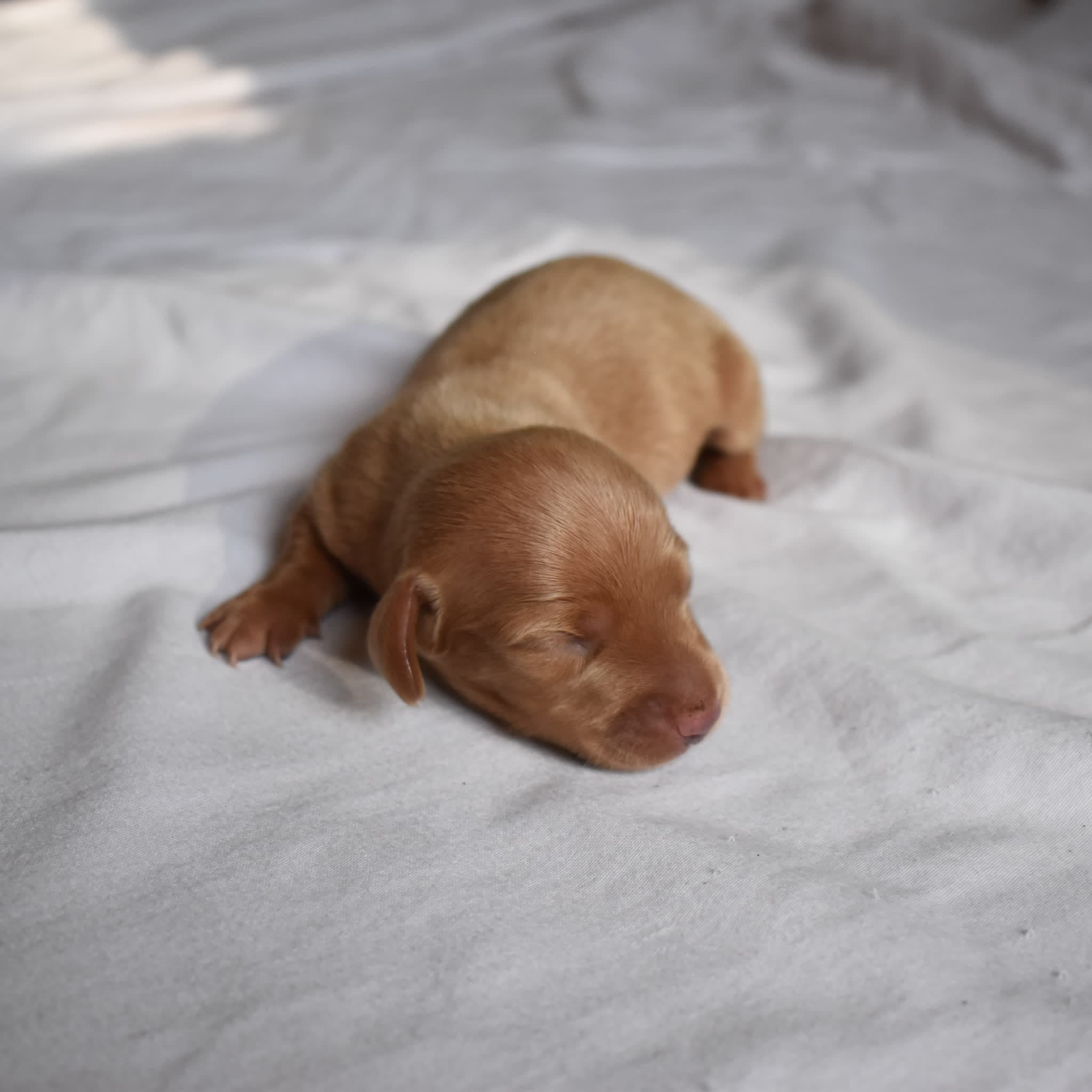 Jack the Dachshund puppy