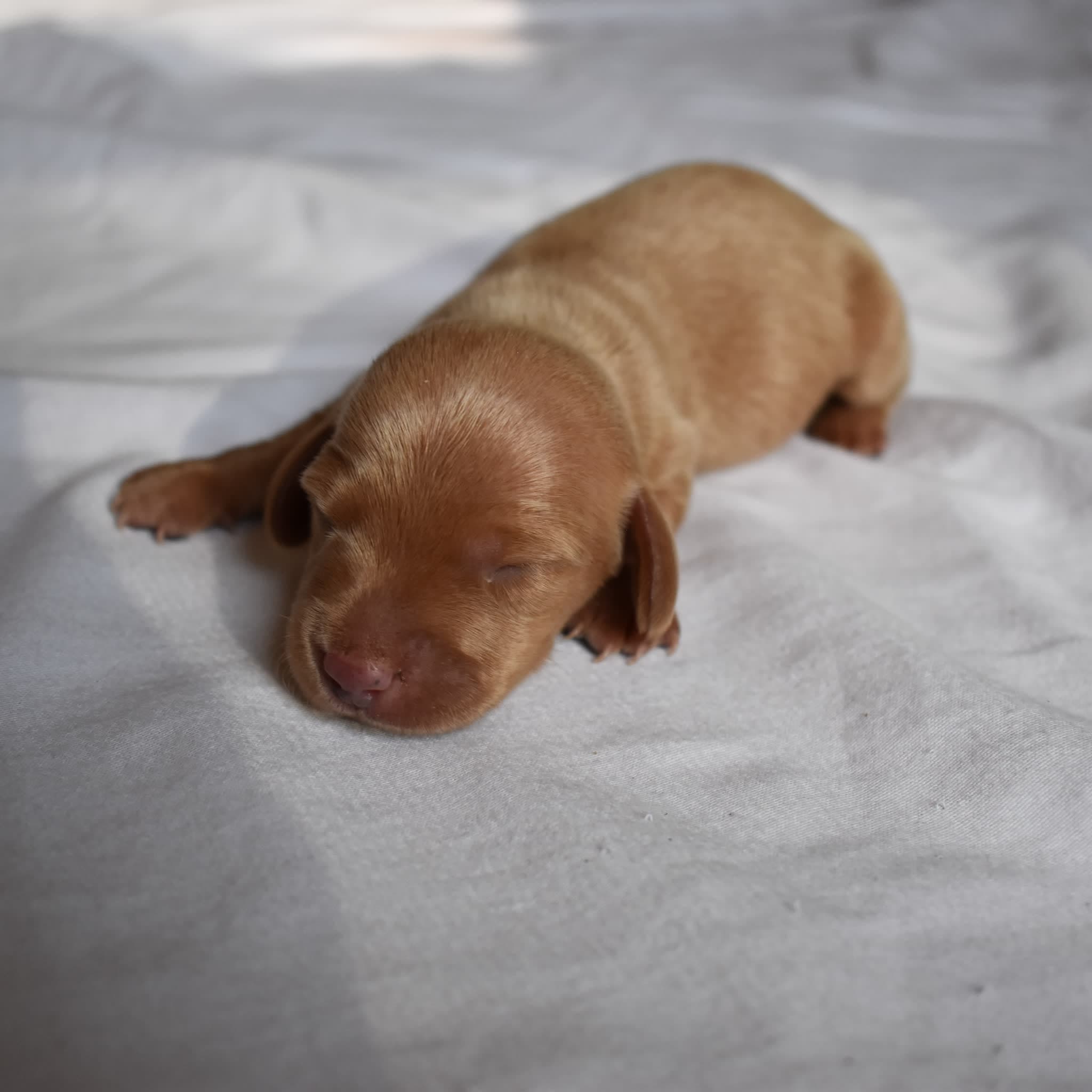 Jack the Dachshund puppy