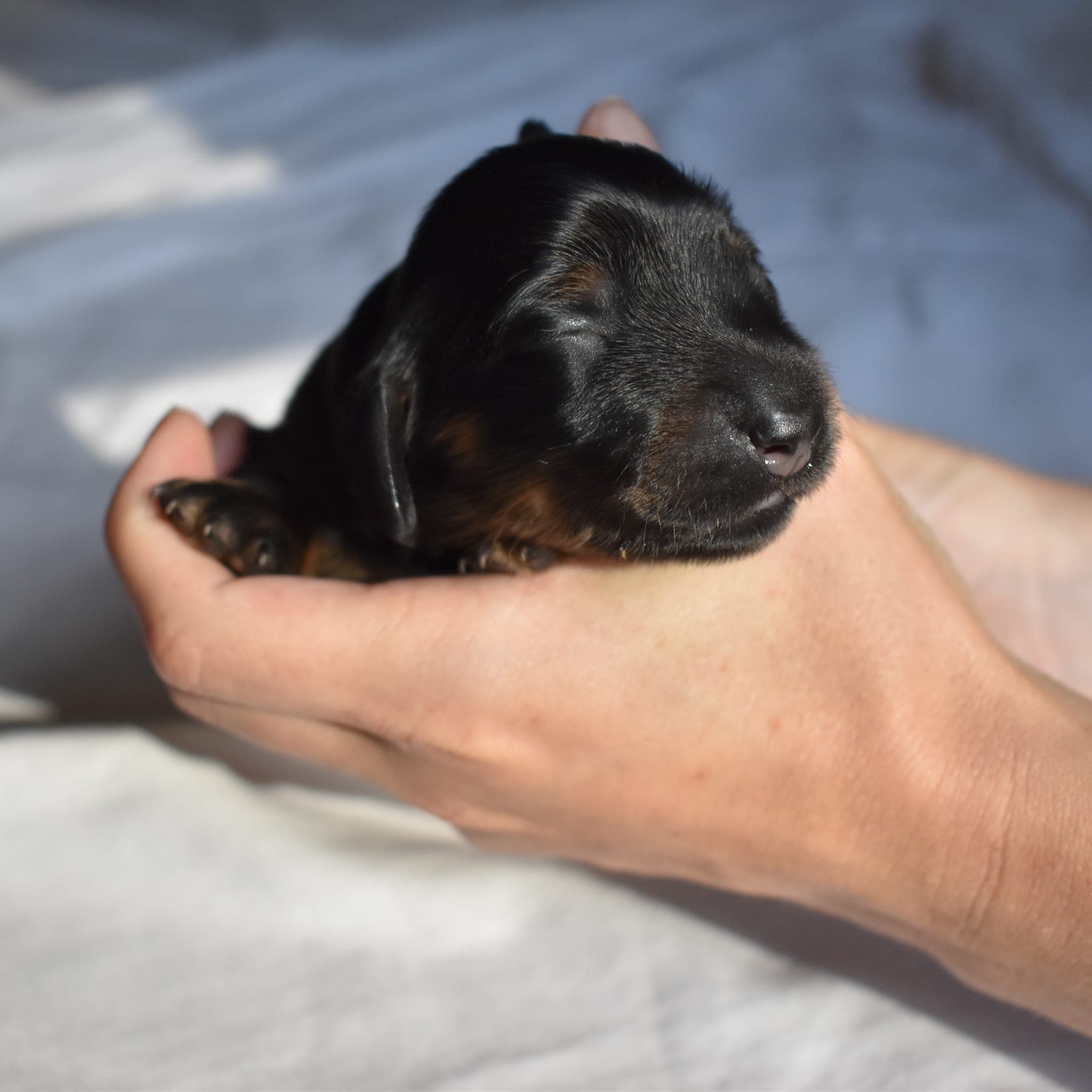 Luna the Dachshund puppy