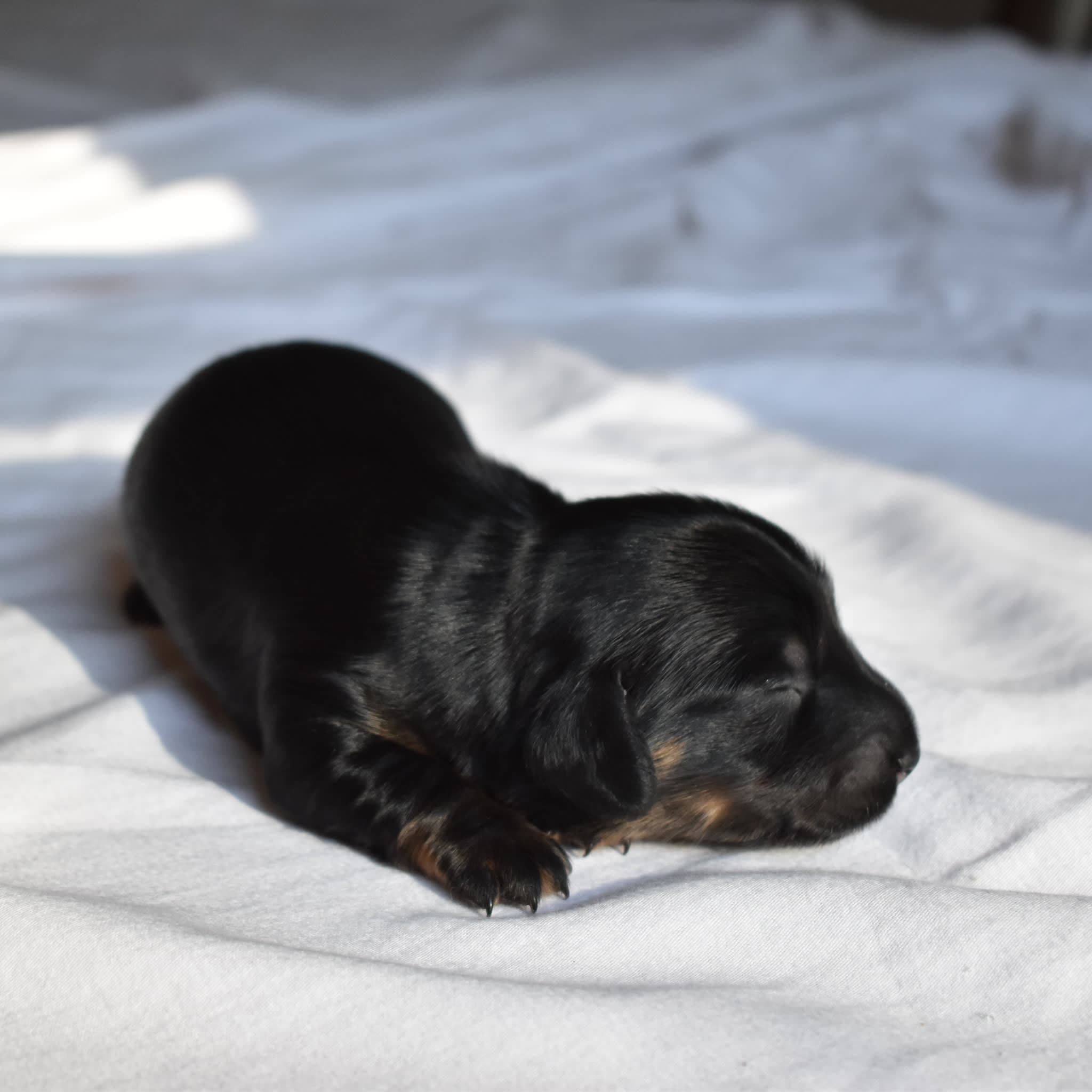 Luna the Dachshund puppy