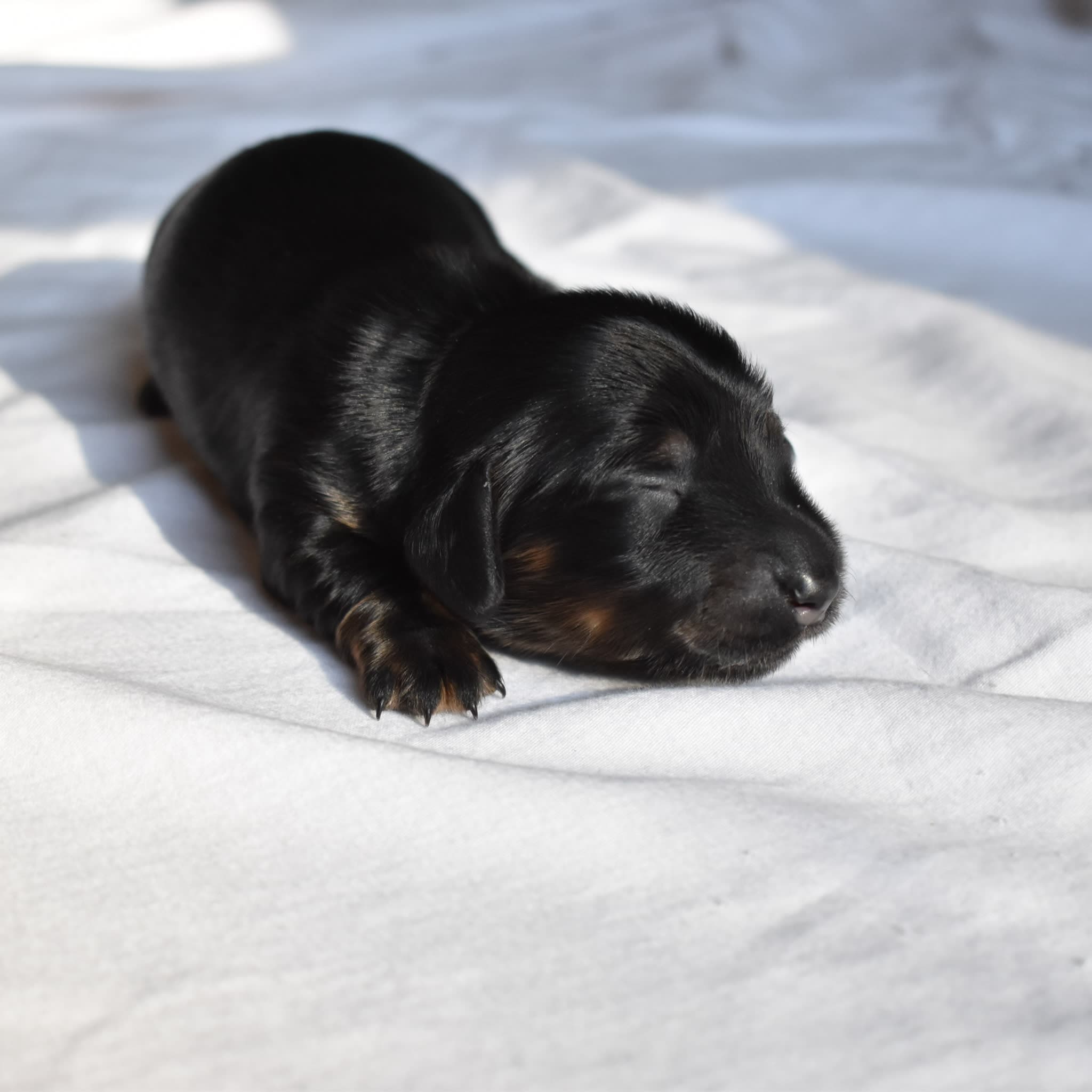 Luna the Dachshund puppy