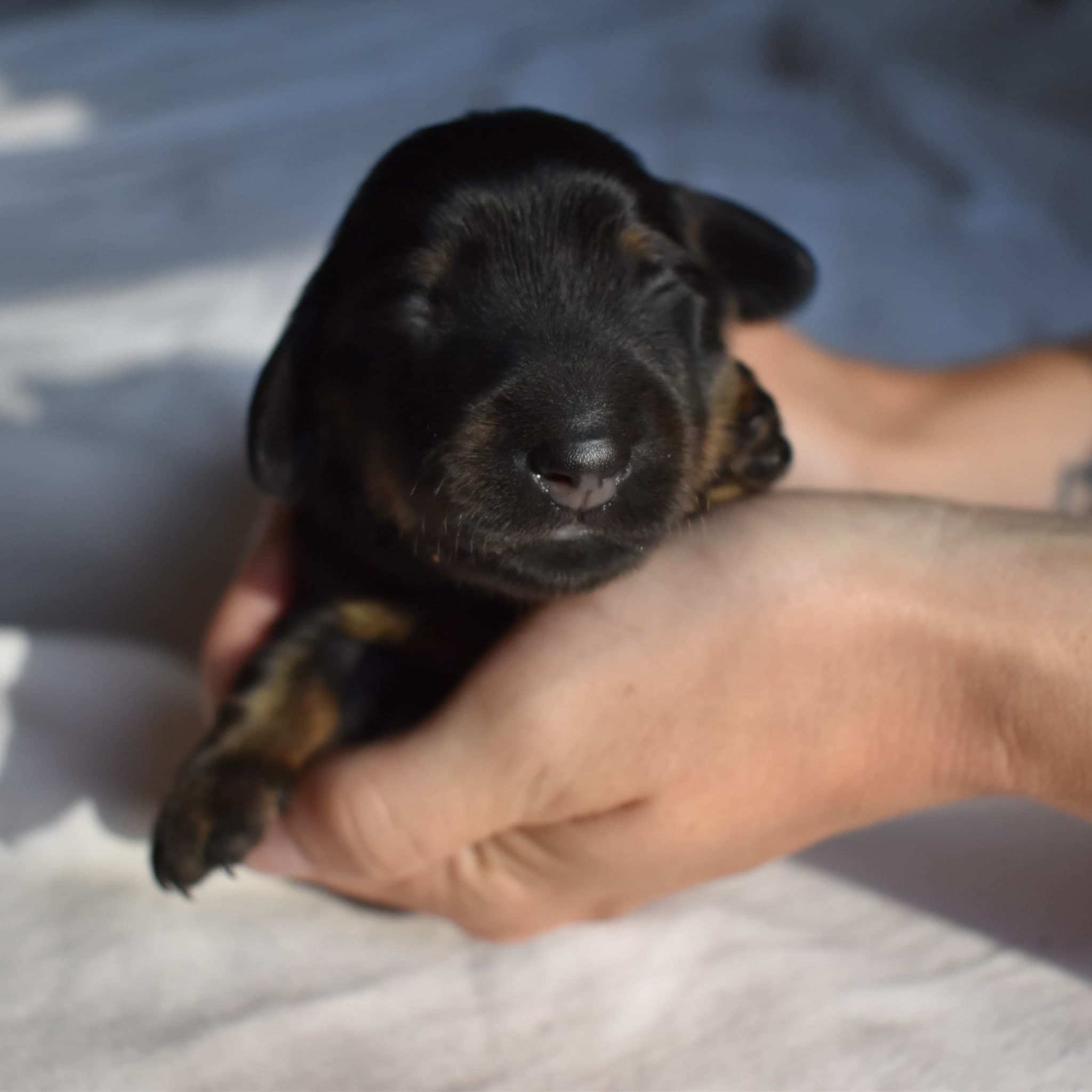 Luna the Dachshund puppy