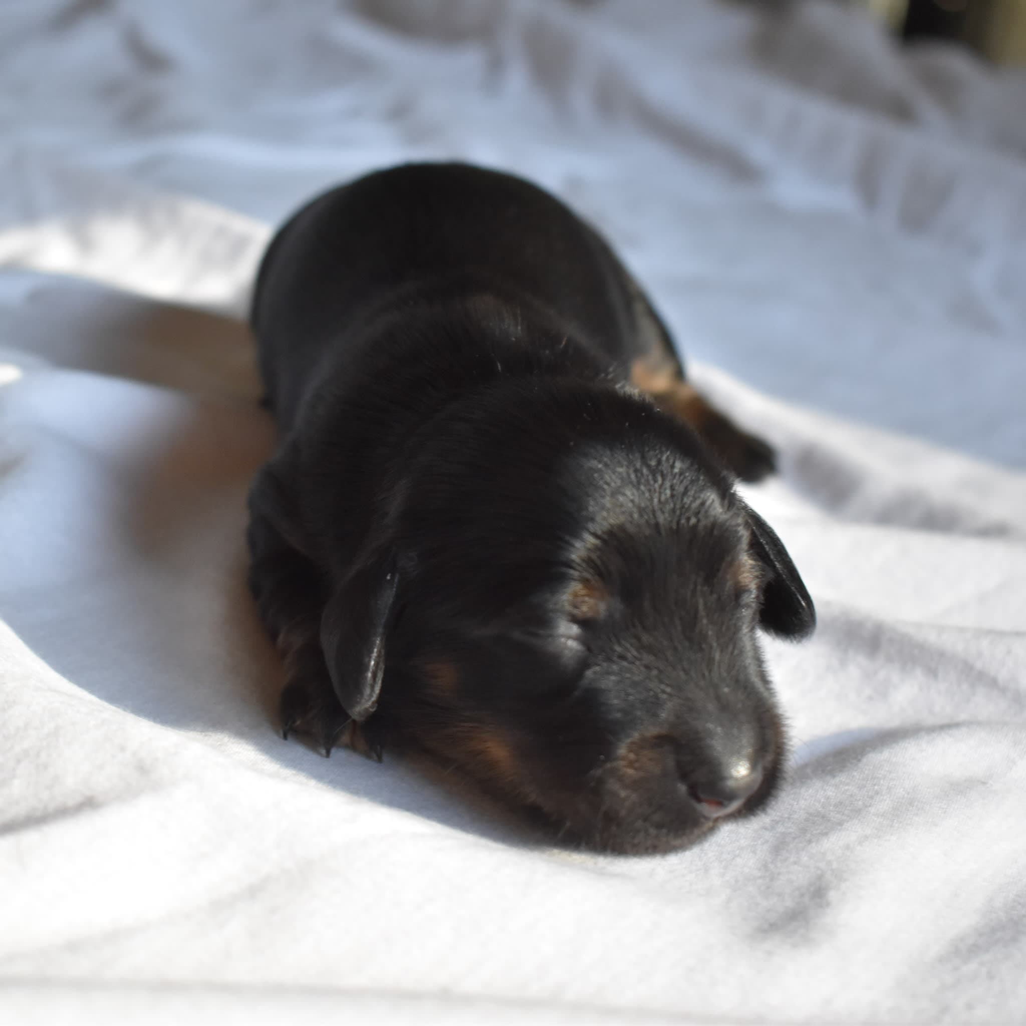 Luna the Dachshund puppy