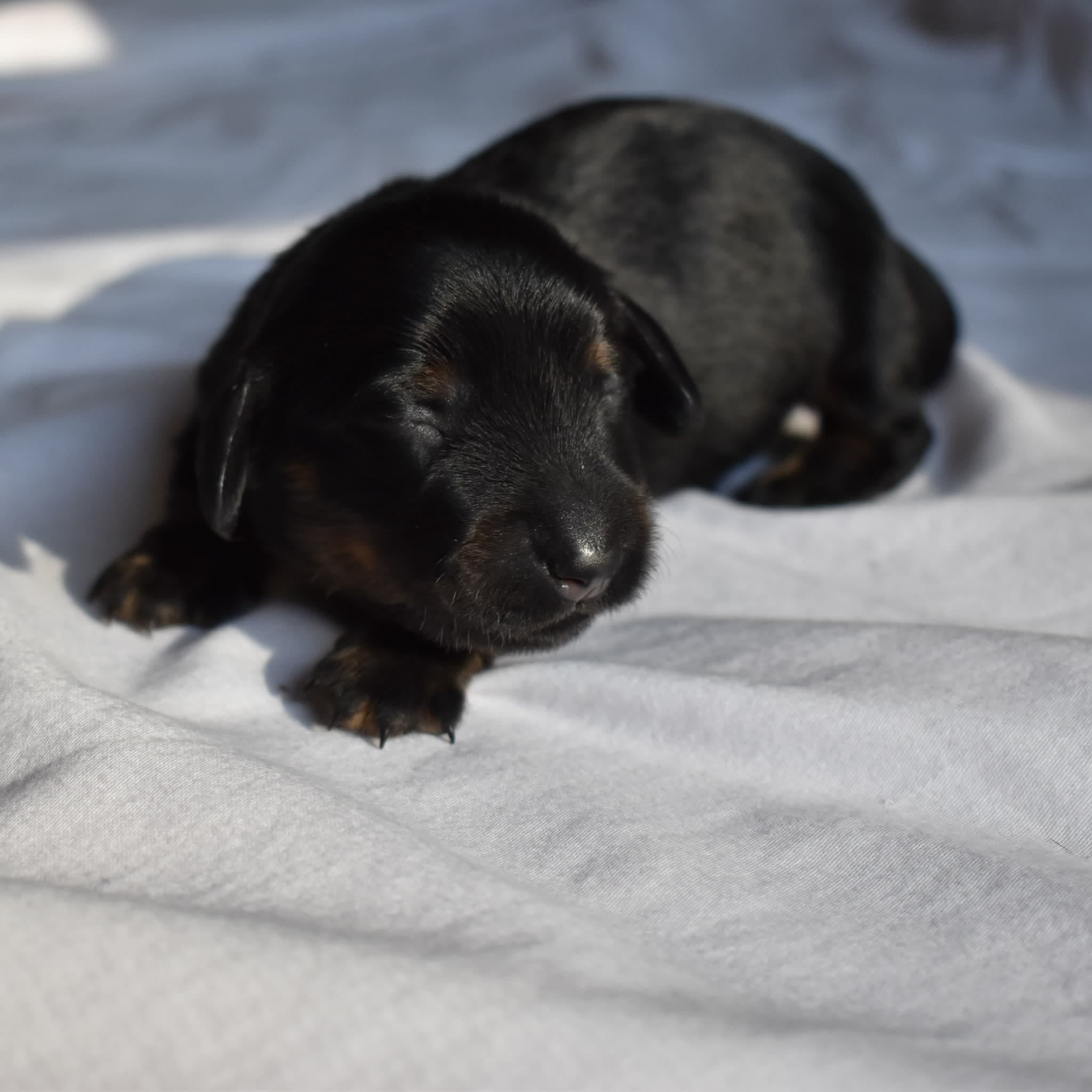 Luna the Dachshund puppy