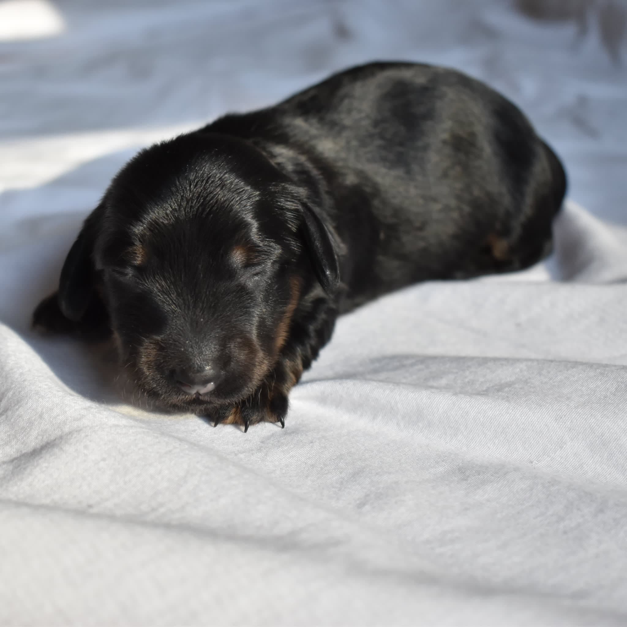 Luna the Dachshund puppy