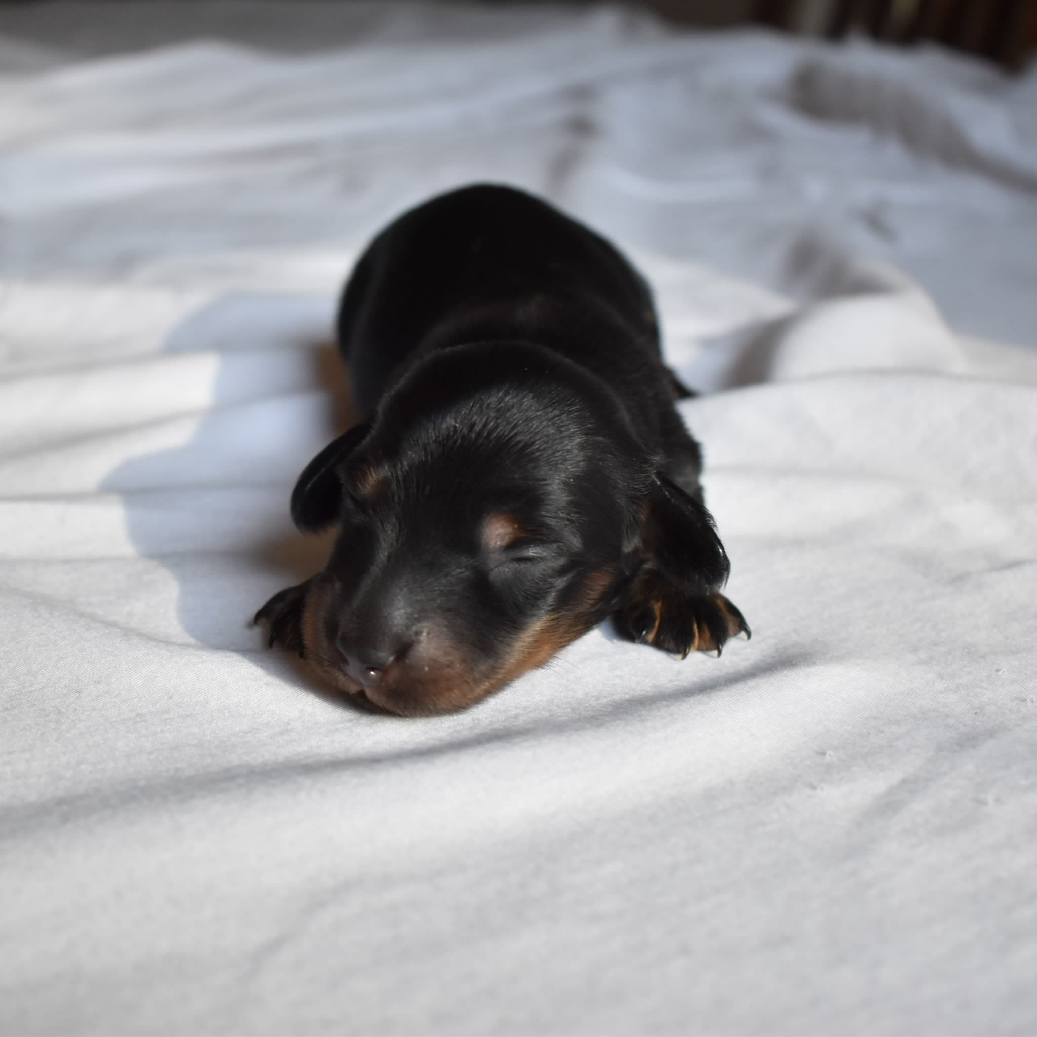 Onyx the Dachshund puppy