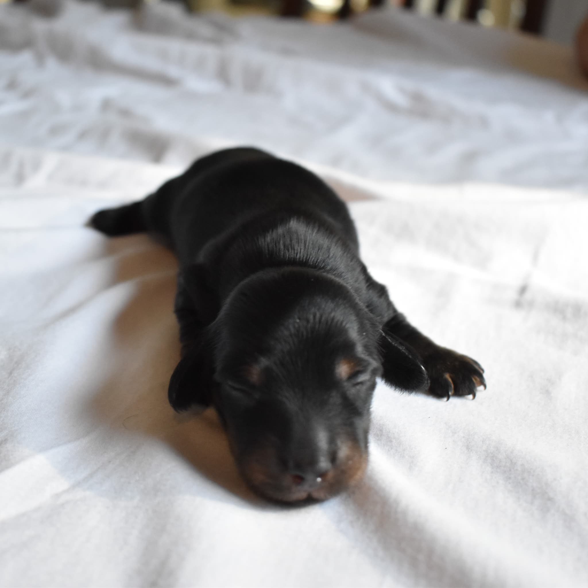 Onyx the Dachshund puppy
