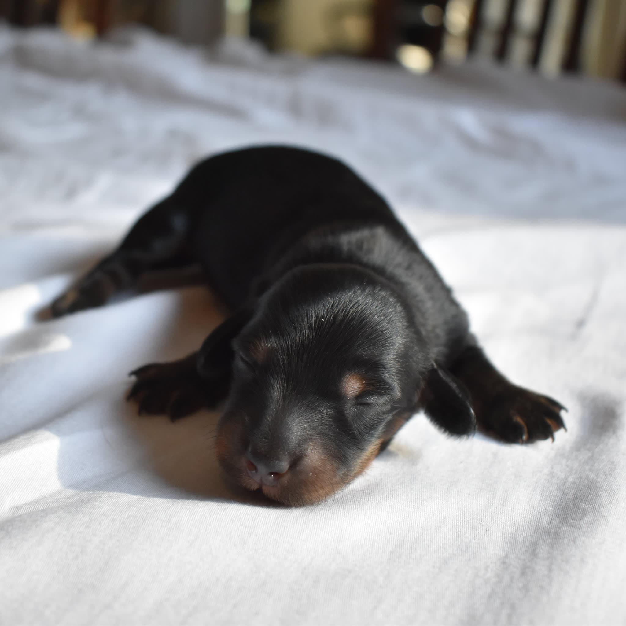 Onyx the Dachshund puppy