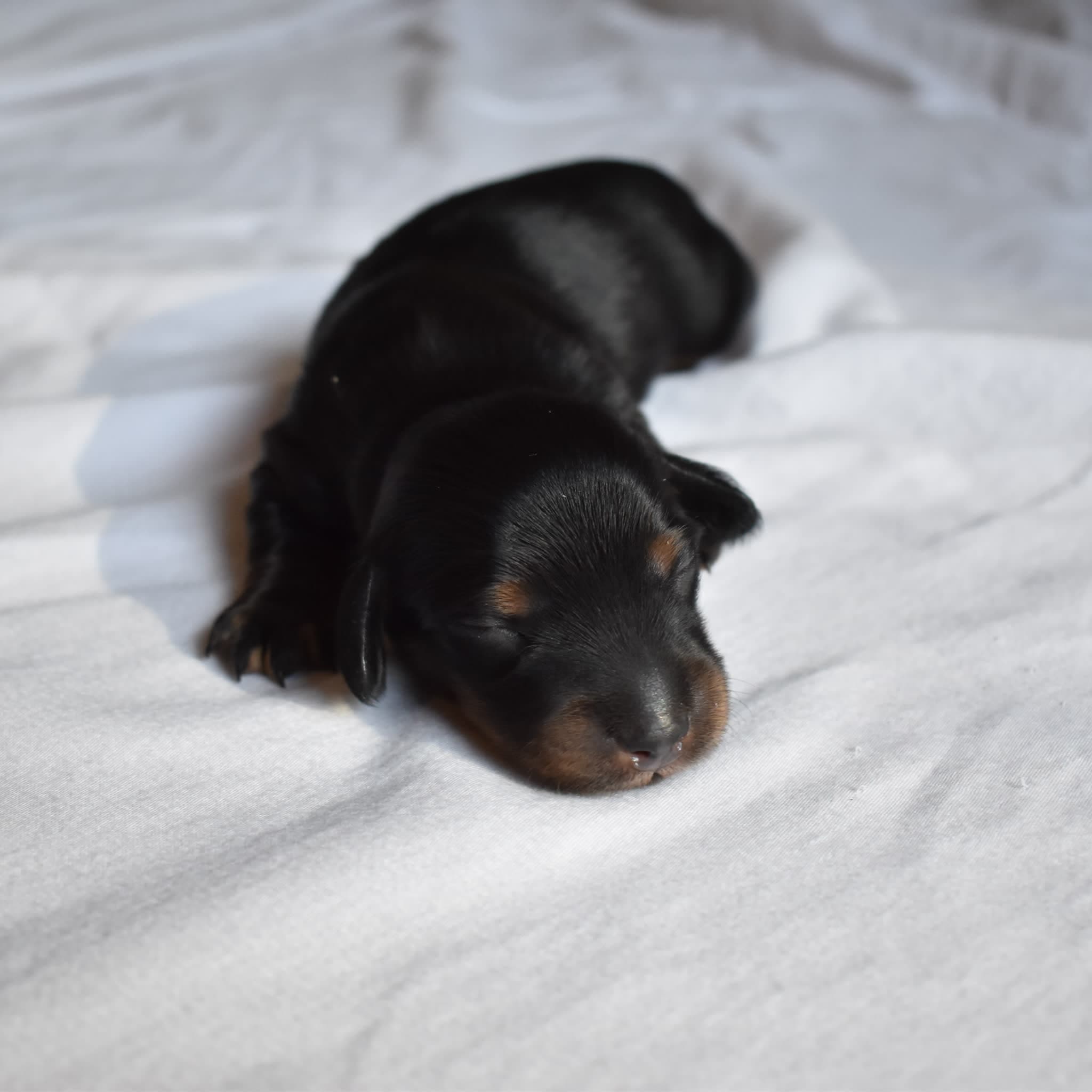 Onyx the Dachshund puppy