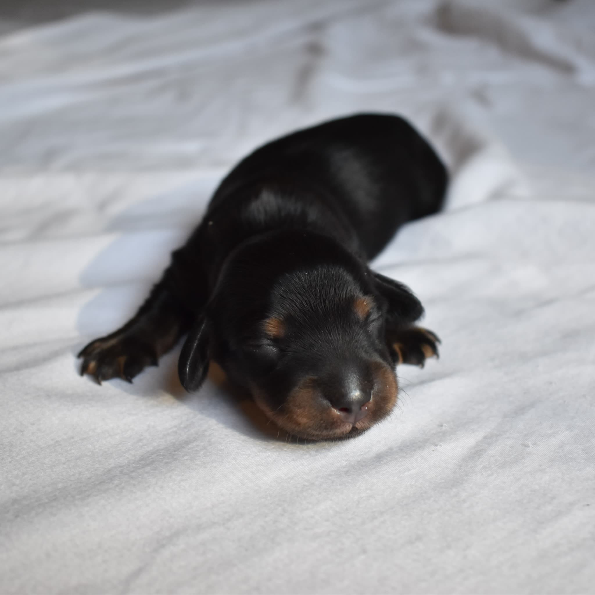Onyx the Dachshund puppy