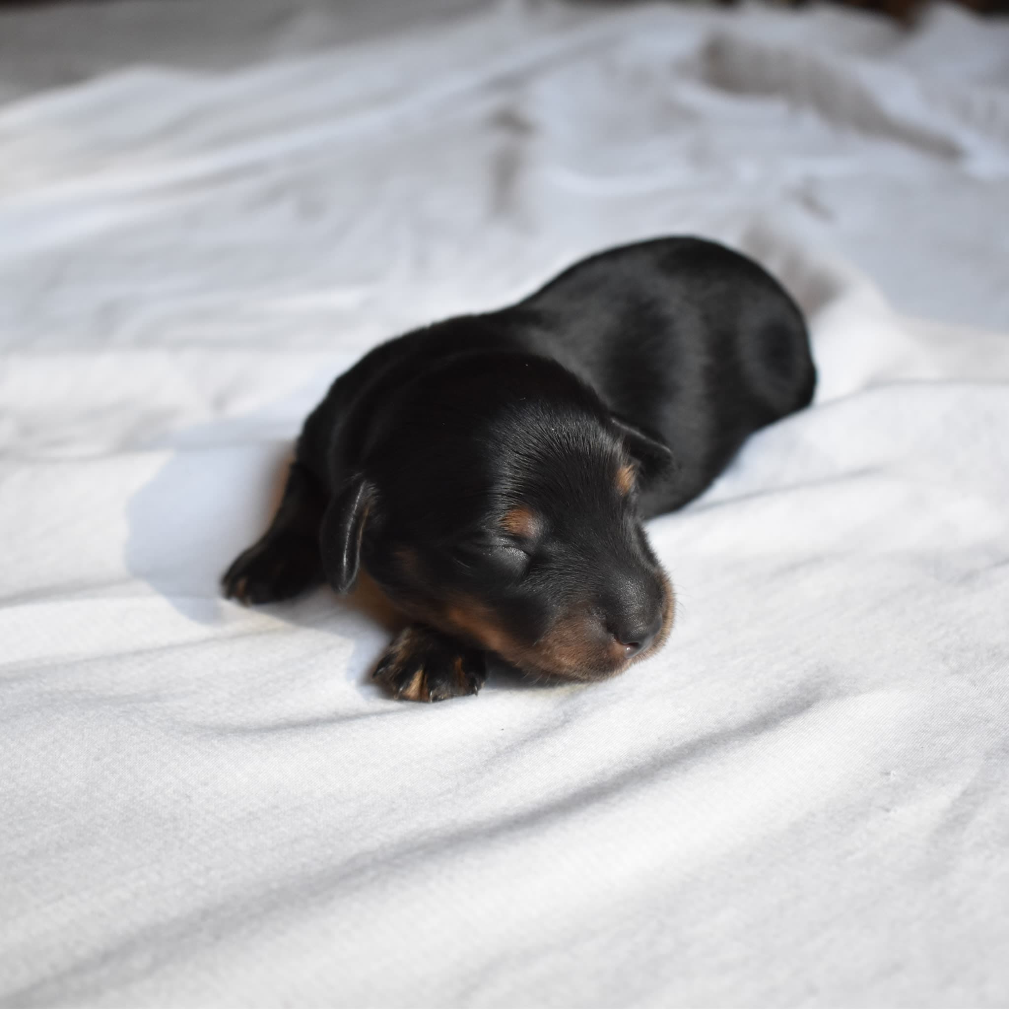 Onyx the Dachshund puppy