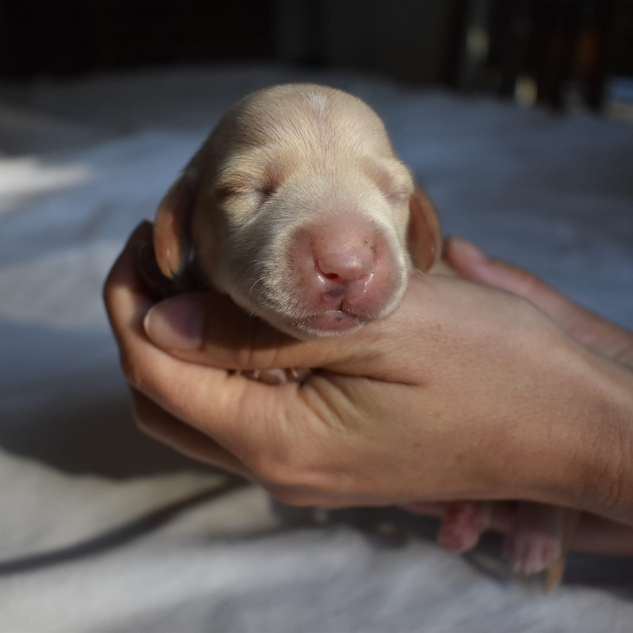 Tank the Dachshund puppy
