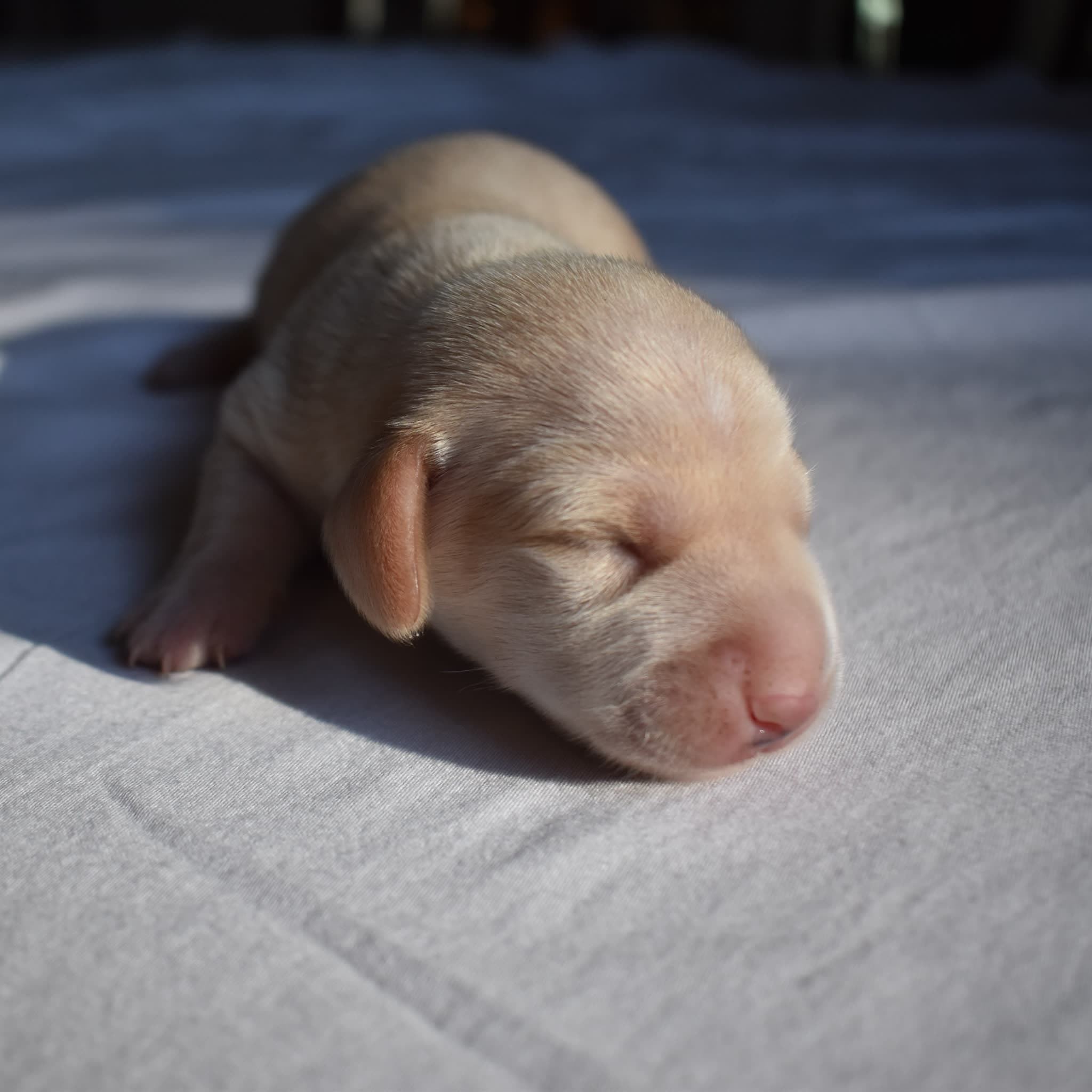 Tank the Dachshund puppy