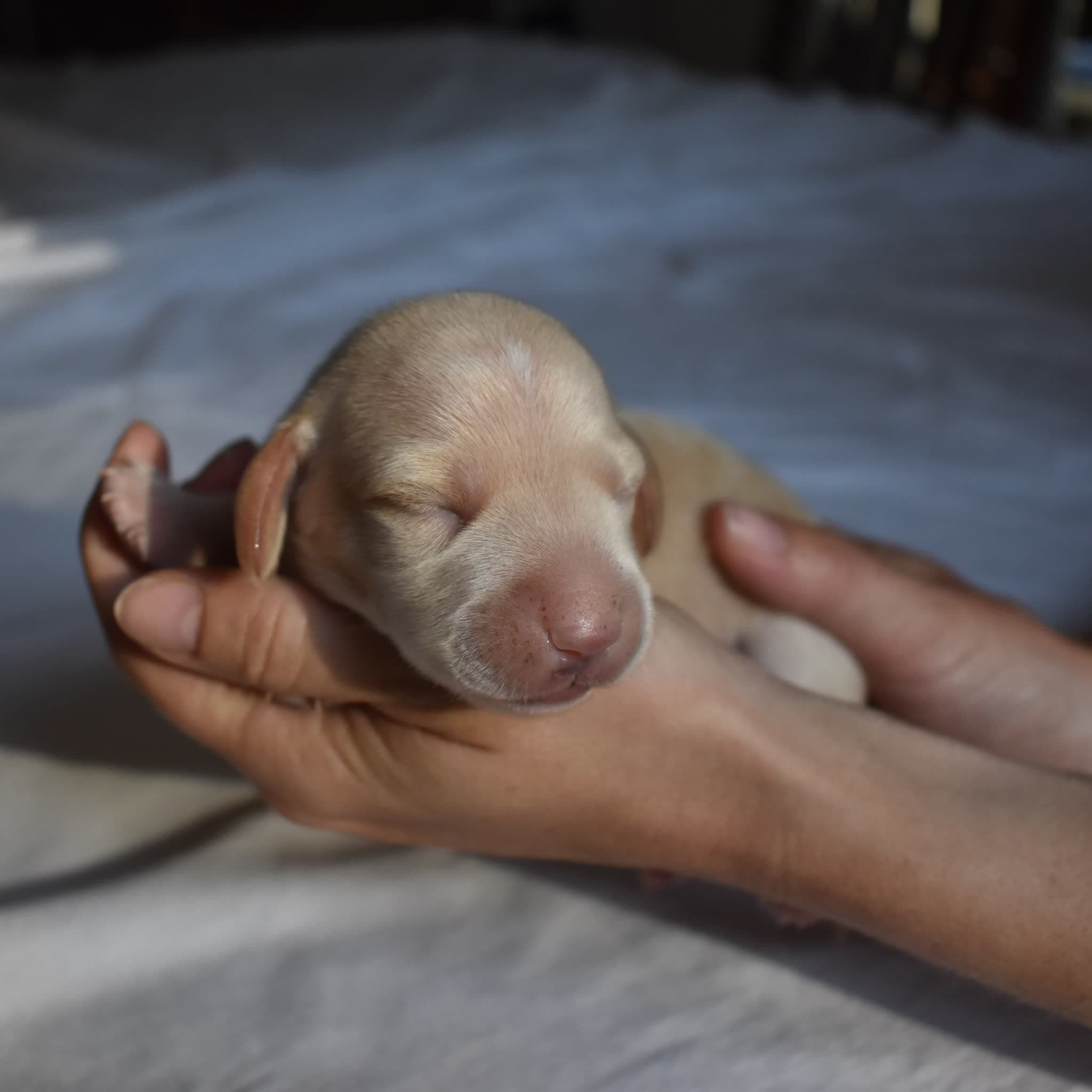 Tank the Dachshund puppy