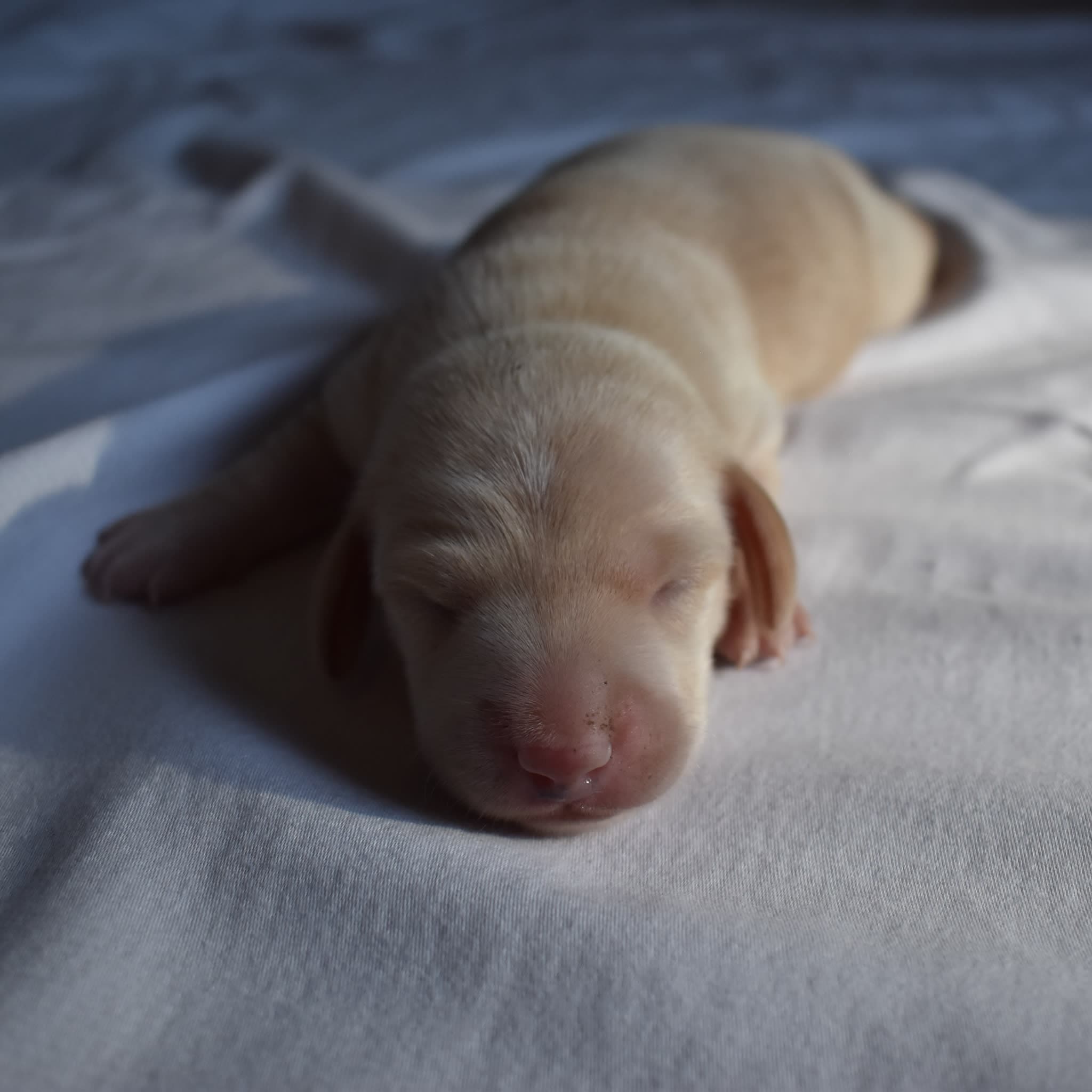 Tank the Dachshund puppy