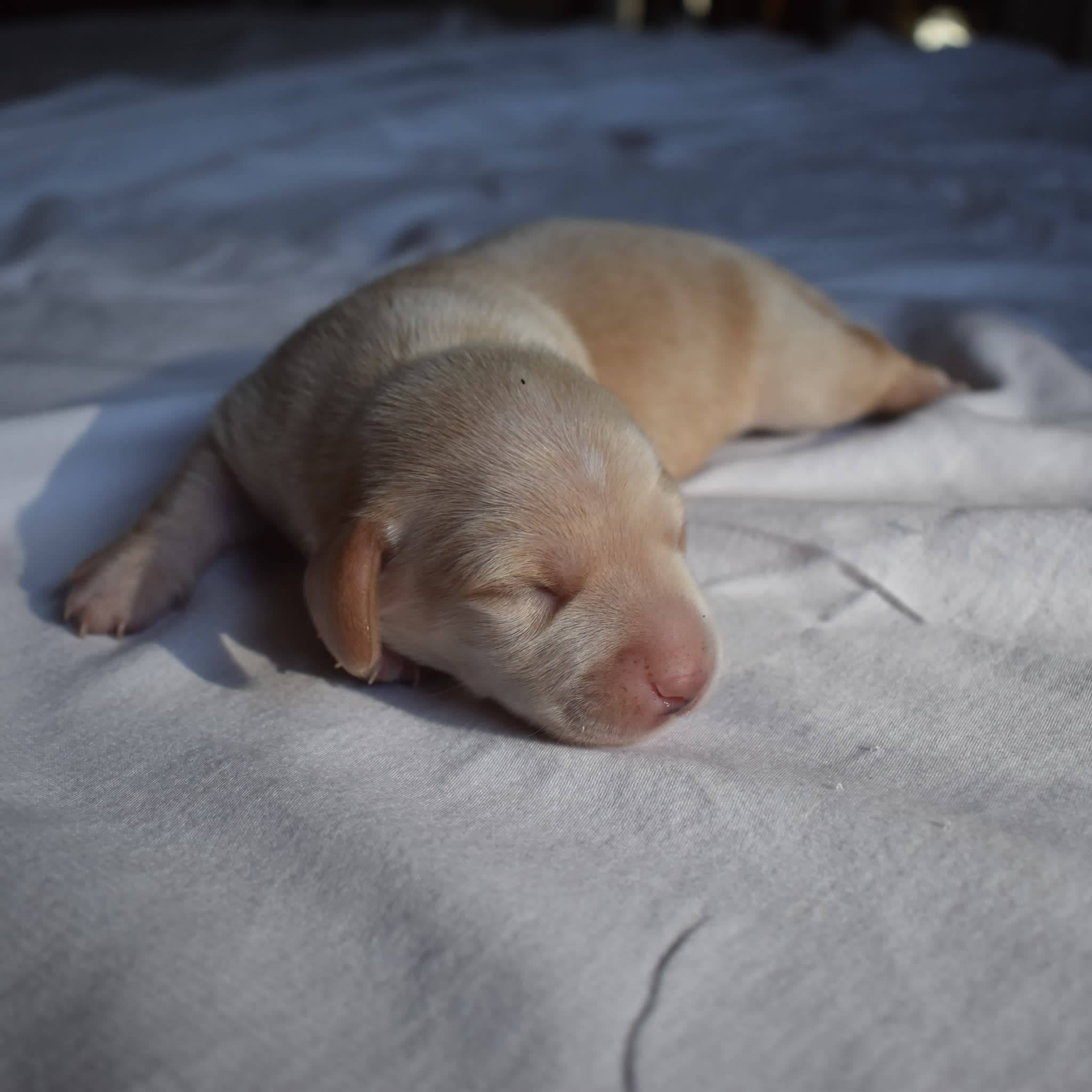 Tank the Dachshund puppy