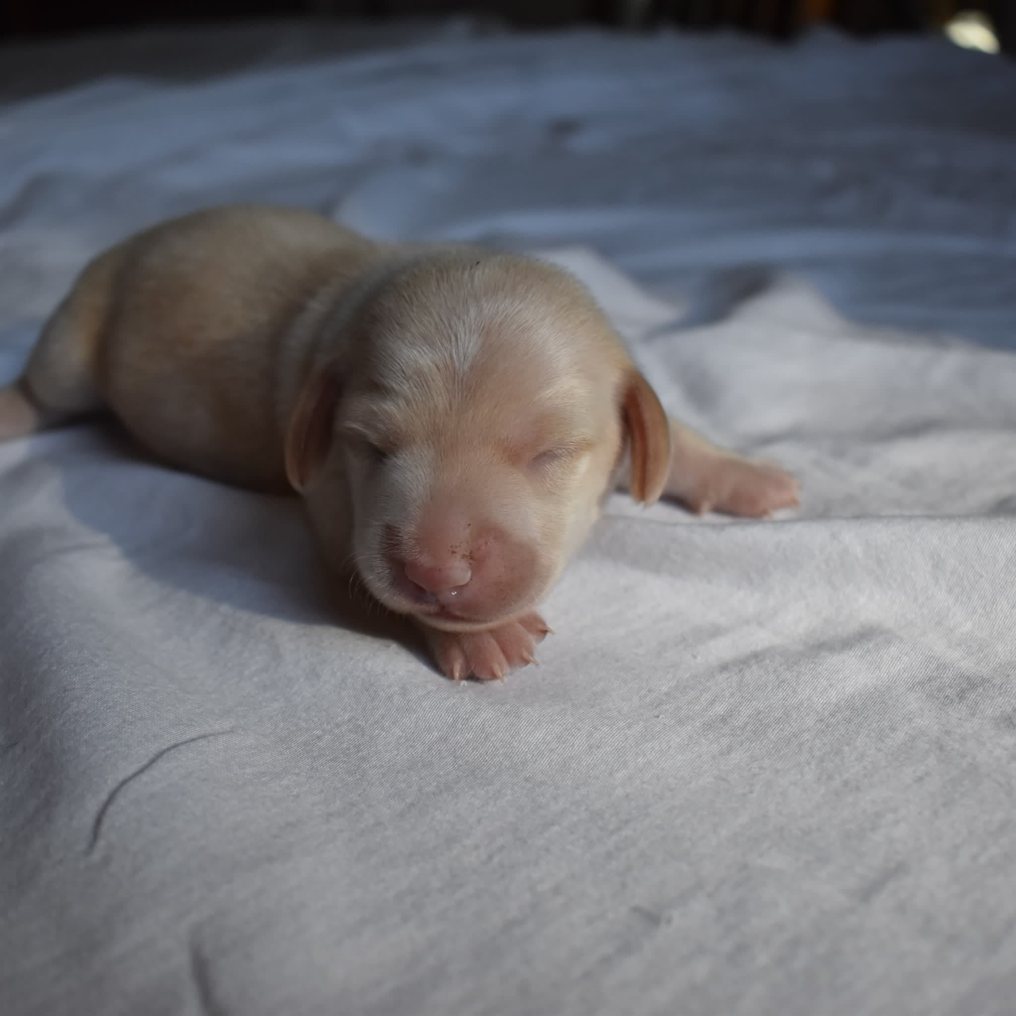 Tank the Dachshund puppy