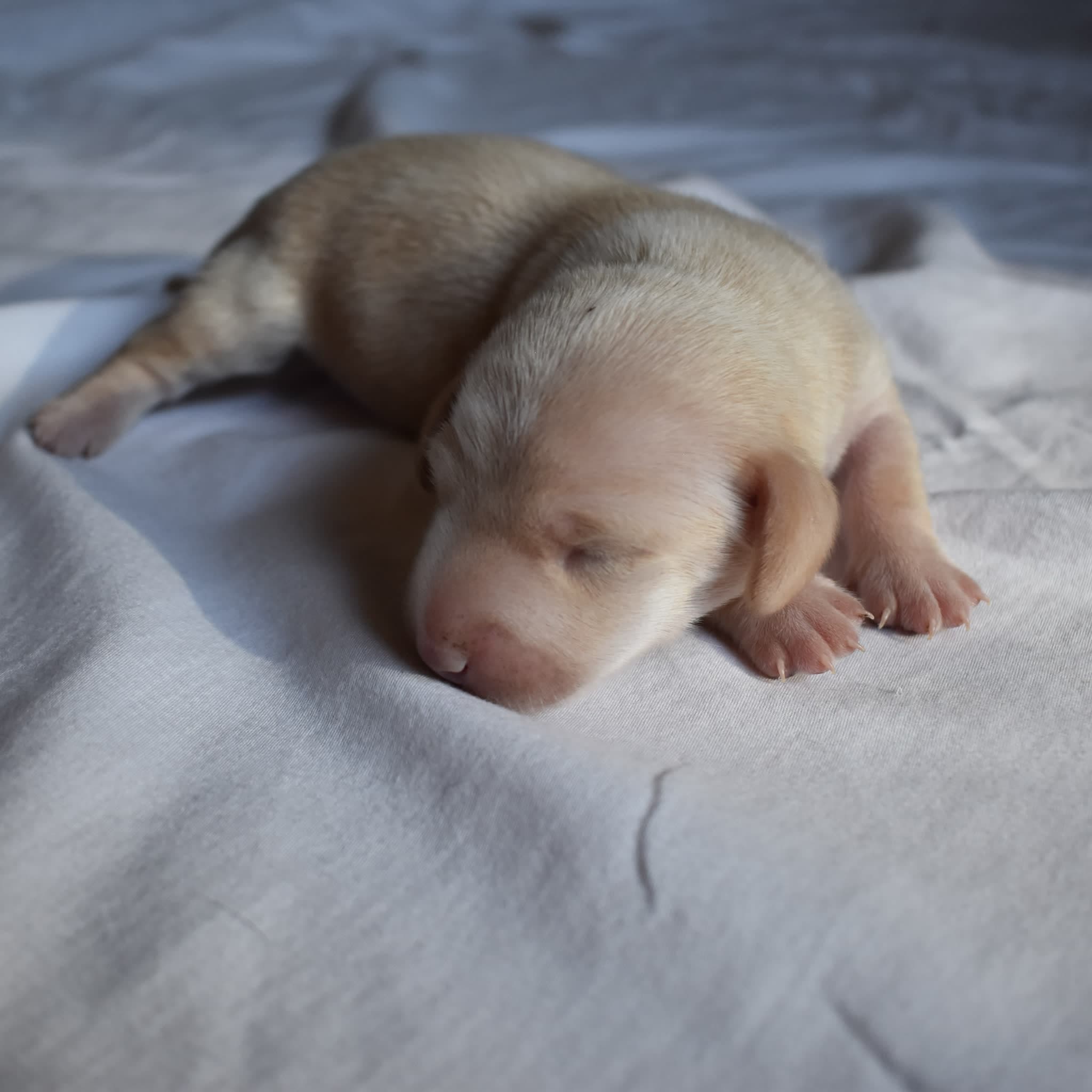 Tank the Dachshund puppy