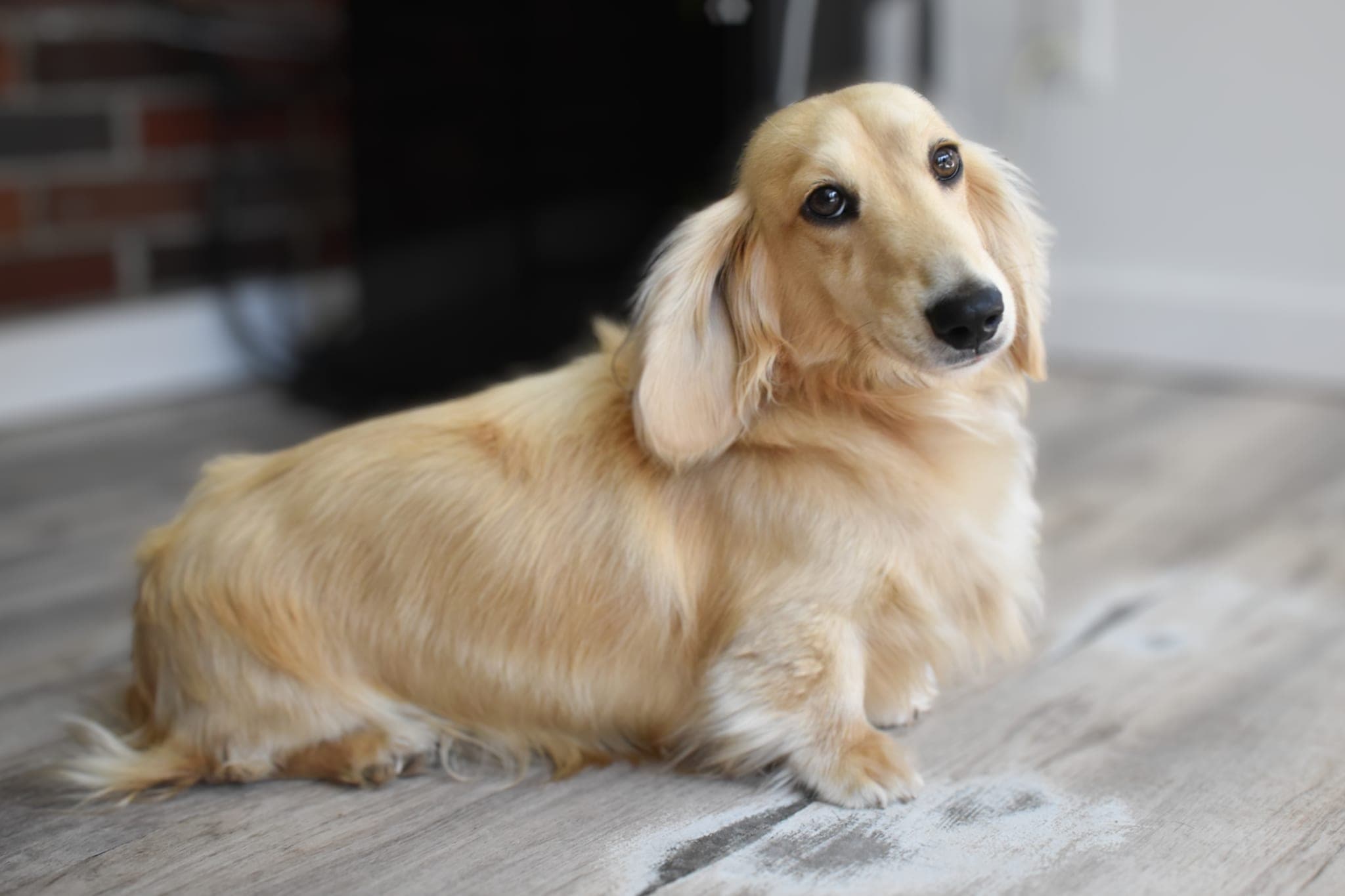 Archie the Dachshund