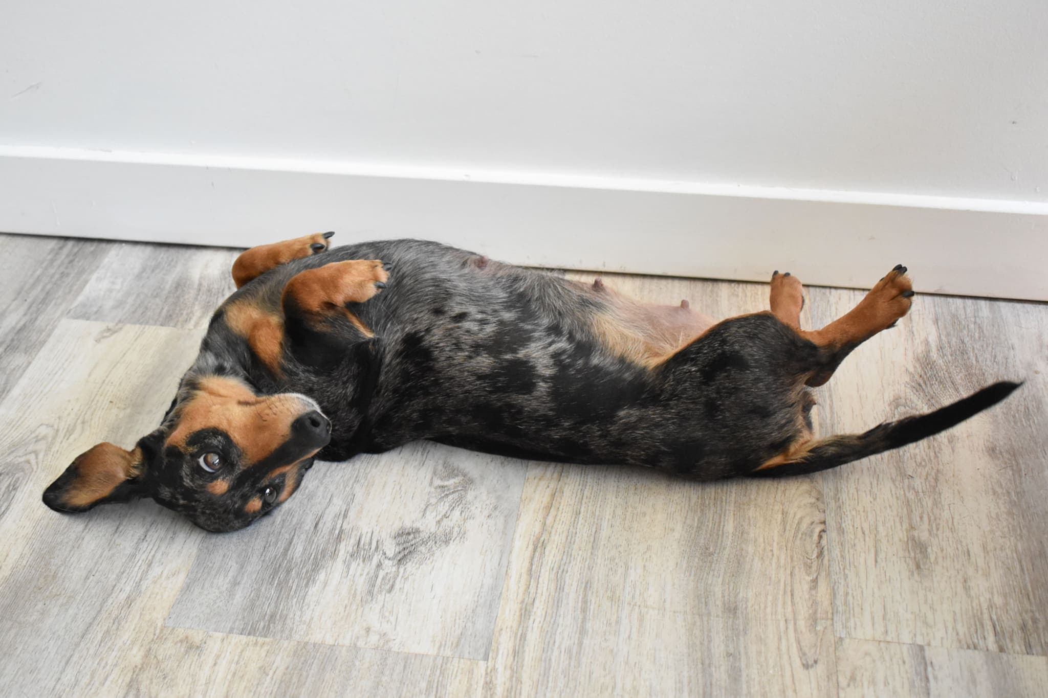 Dottie the Dachshund